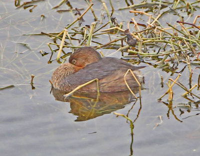 Wheeler National Wildlife Refuge - 02/24/2015