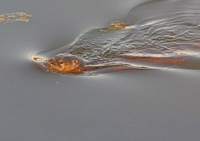 2P4A8018wnr.jpg
