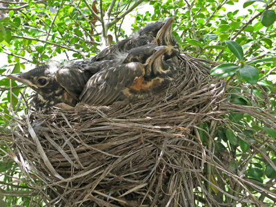 Wheeler National Wildlife Refuge -Special Spring Robins