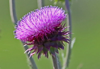 2P4A9226wnr.jpg