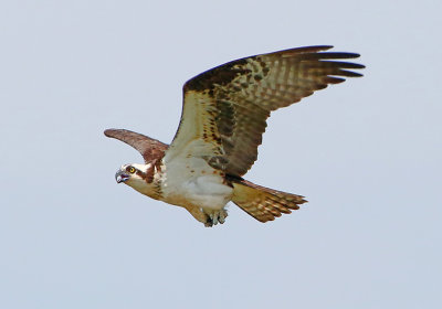 2P4A9315wnr.jpg