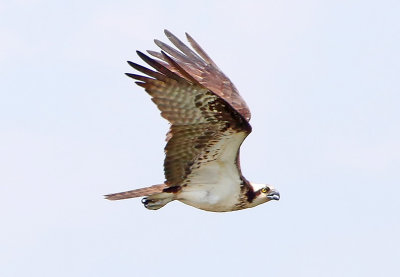 2P4A9341wnr.jpg