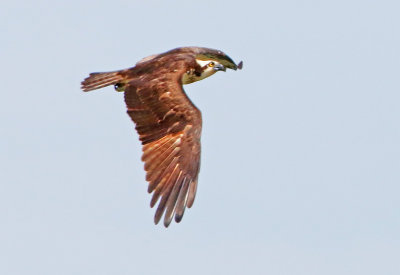 2P4A9360wnr.jpg