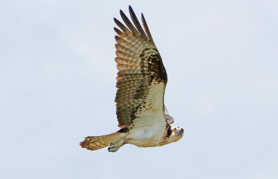 2P4A9378wnr.jpg