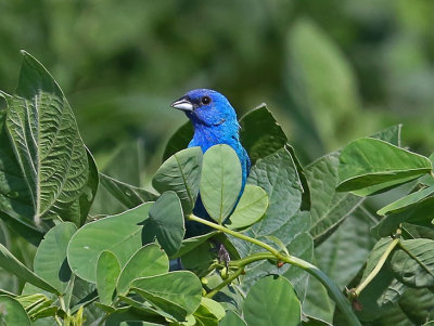 Wheeler National Wildlife Refuge -  08/04/2015