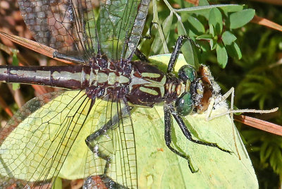 Dragonflies and Skimmers