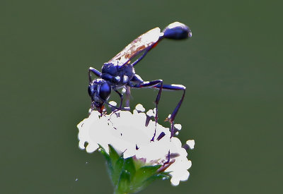 2P4A1237wnr.jpg