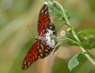 2P4A1293wnr.jpg
