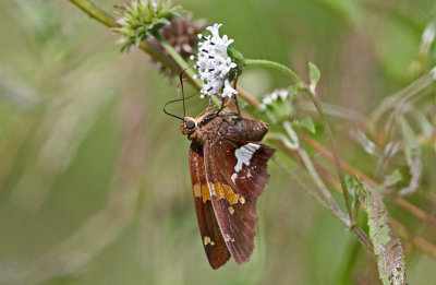 2P4A1303wnr.jpg