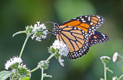 Wheeler National Wildlife Refuge - 09/08/2015