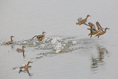 Wheeler National Wildlife Refuge - 11/08-10/2015