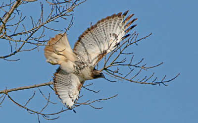 Wheeler National Wildlife Refuge - 12/08/2015