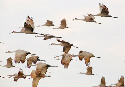 Wheeler National Wildlife Refuge - 02/02/2016