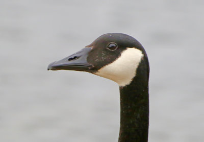 Wheeler National Wildlife Refuge - 02/19/2016