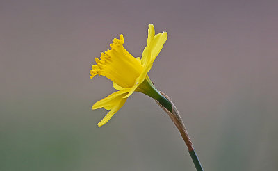 Wheeler National Wildlife Refuge - 03/01/2016 in transition