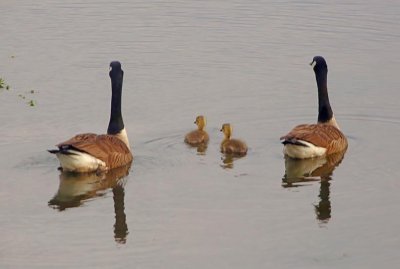 Wheeler National Wildlife Refuge - 05/09/2016