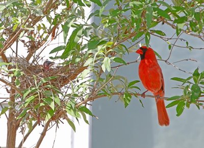 Cardinal Nest May 2016