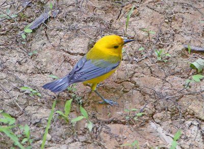 Wheeler National Wildlife Refuge - 05/16/2016