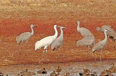 Wheeler National Wildlife Refuge - 01/04/2017