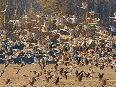 Wheeler National Wildlife Refuge - 01/09/2017