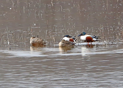 Wheeler National WIldlife Refuge - 02/14/2017