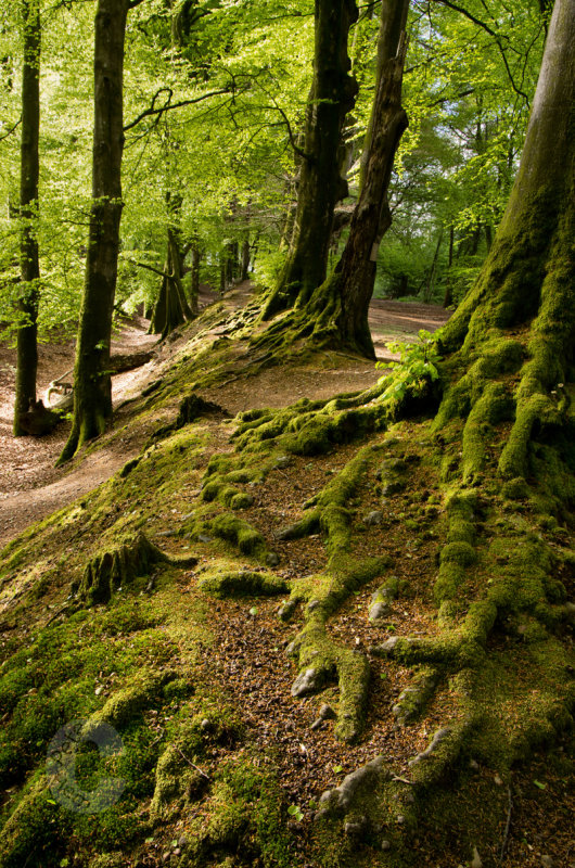 Woodbury Fort in Devon