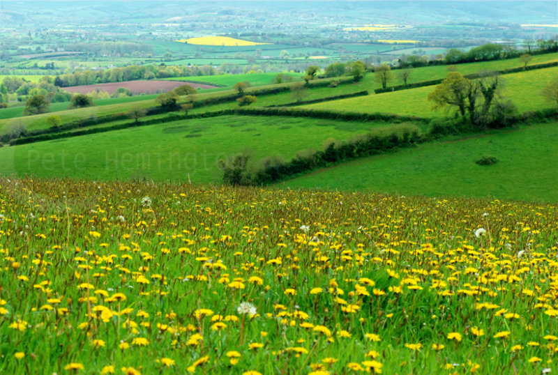 Dandelion field