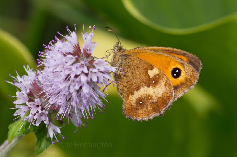 Gatekeeper on flowering mint