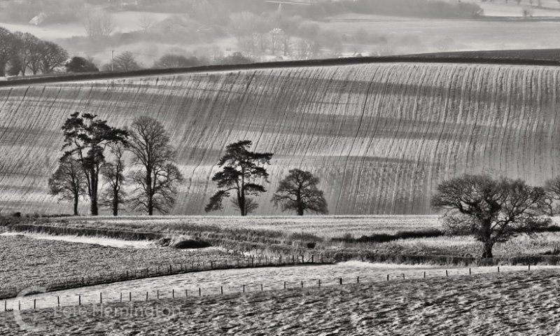 Devon fields in morning sunlight