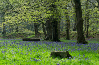 Bluebells at Blackberry fort