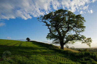 Lone tree