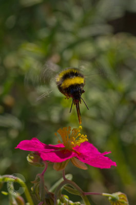 Flight of the bumble bee!