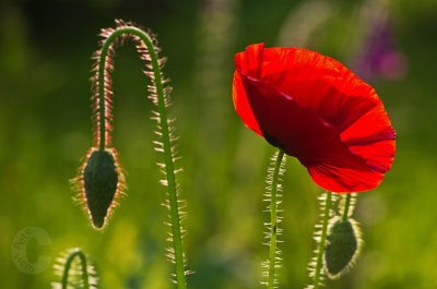 Poppies