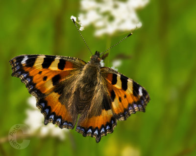 Small Tortoise Shell on Cowparsley