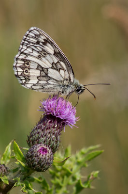 Marbled White