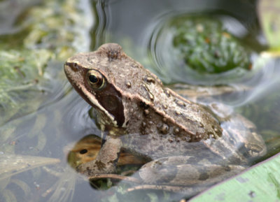 In the garden pond