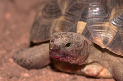 Tortoise after eating a raspberry