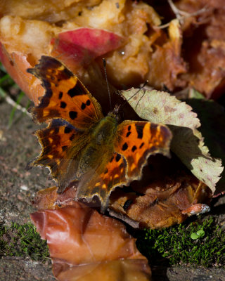 Comma feeding on an apple