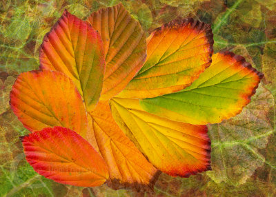 A composition of hamamelis leaves