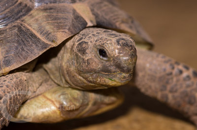 Baby Tortoise - close up