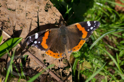 Red Admiral in February