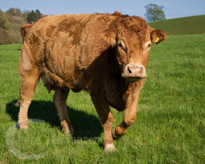 Limousin Cow near Killerton