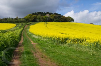 South Devon fields