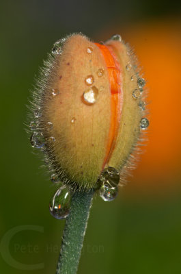 Poppy bud and rain drops