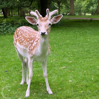 Tame Deer at Dunham Massey park