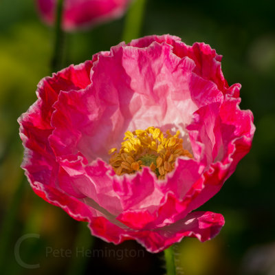 Poppy from the garden