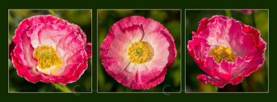 A Poppy triptych 
