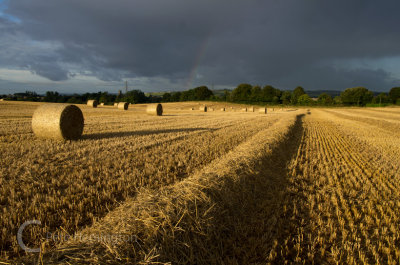 Second of morning light on the harvest