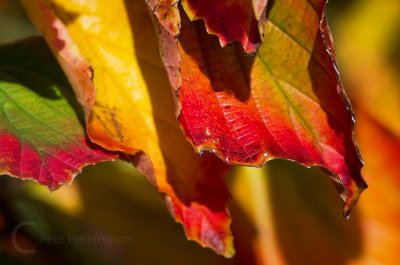 Hamamelis leafs in Autumn