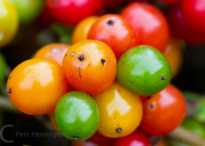 Autumn berries